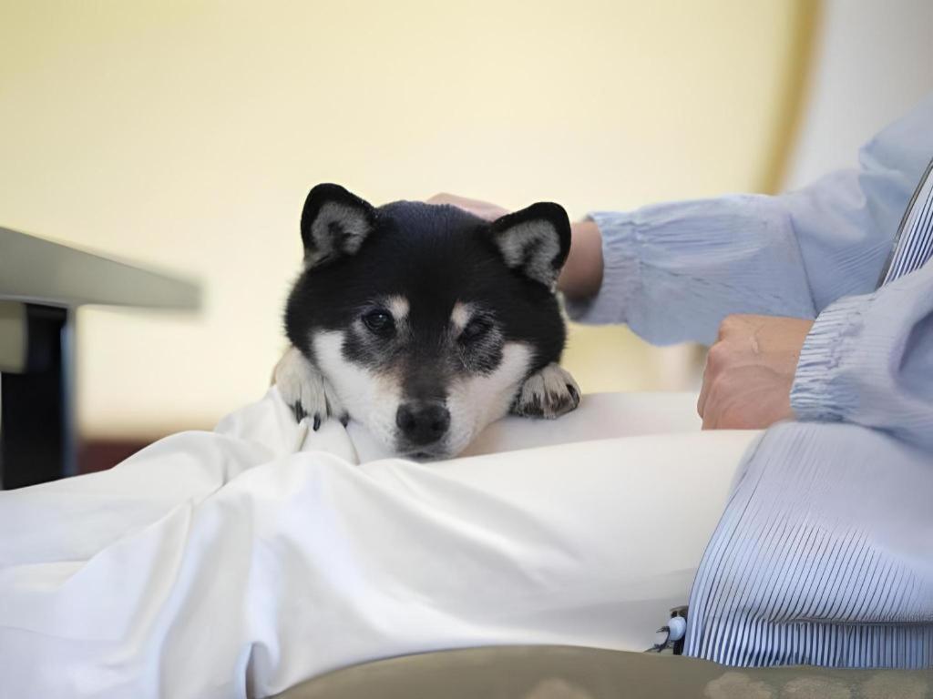Izumigo Lake Hamanako Dog Paradise Hotel Hamamatsu Zewnętrze zdjęcie